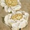 Up Close Cream Peony Poster Print by Pamela Gladding - Item # VARPDXRB8029PG